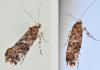 Acrolepia autumnitella